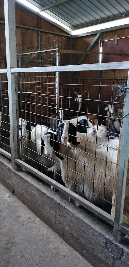Séjour à la ferme Agriturismo San Cataldo Motta Camastra Italie