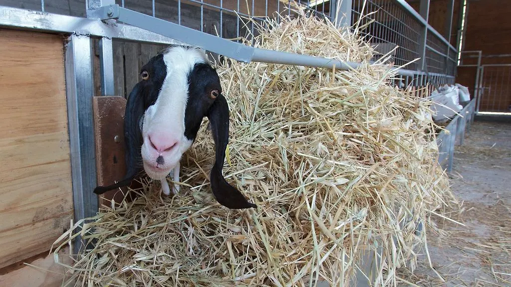 Séjour à la ferme Agriturismo San Cataldo Motta Camastra